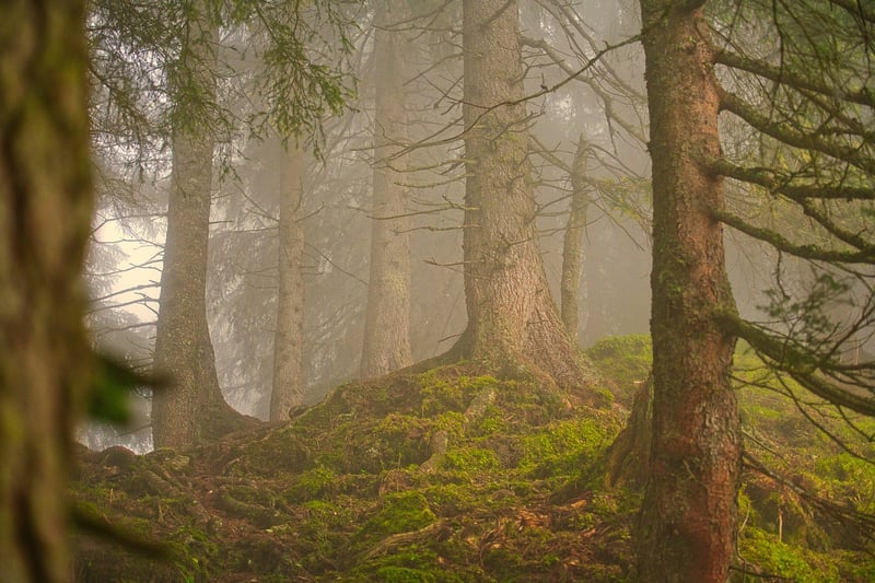 Hiking in the forest