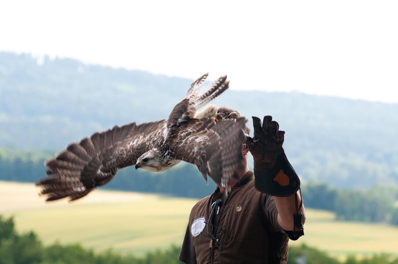 Griffin Image